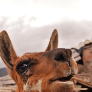 Team Page: Alma’s Llamas